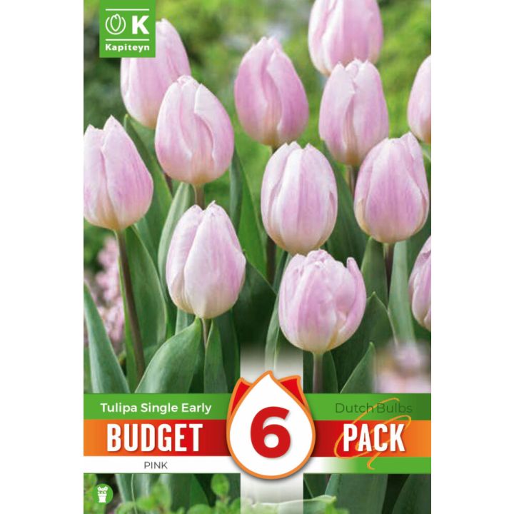 Tulp Kapiteyn Single Early Pink 6 tk