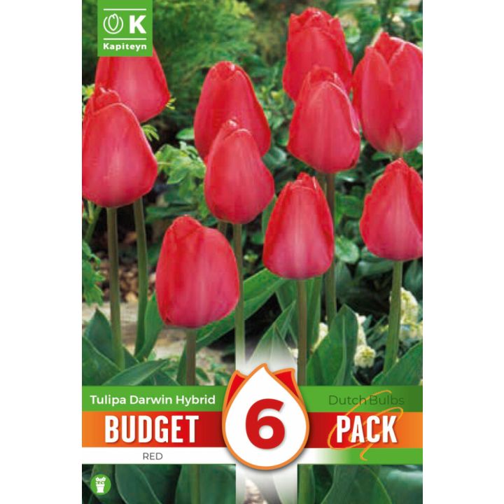 Tulbid Kapiteyn Darwin Hybrid Red 6 tk