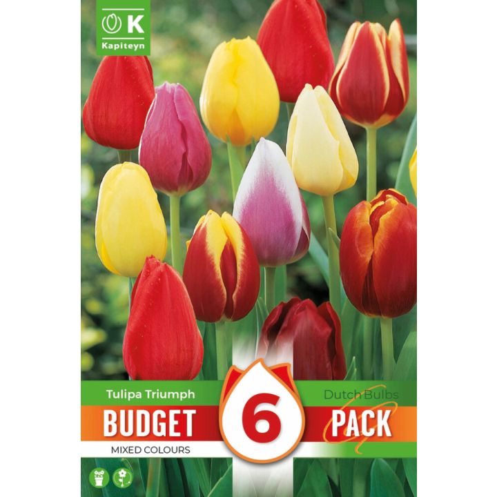 Tulbid Kapiteyn Triumph Mix 6 tk