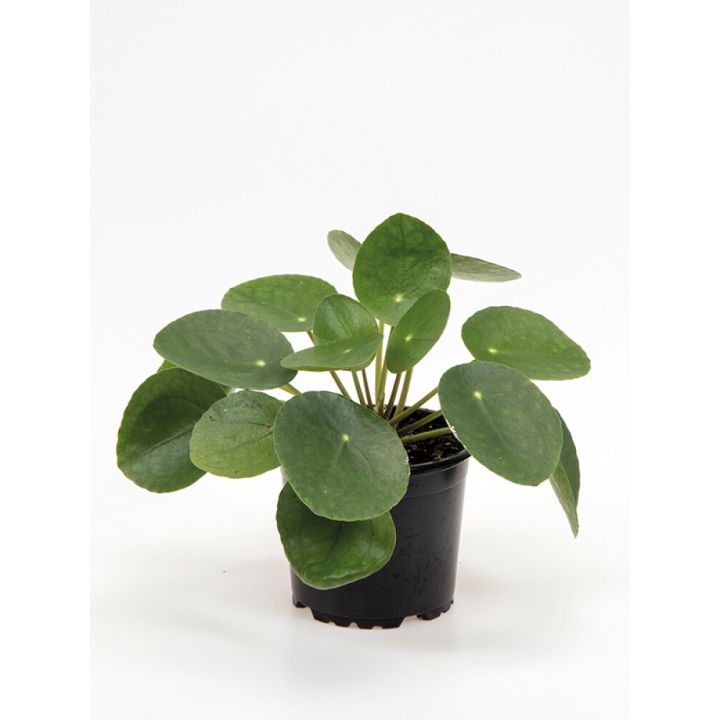 Kilp-piilea Ø 10,5 cm