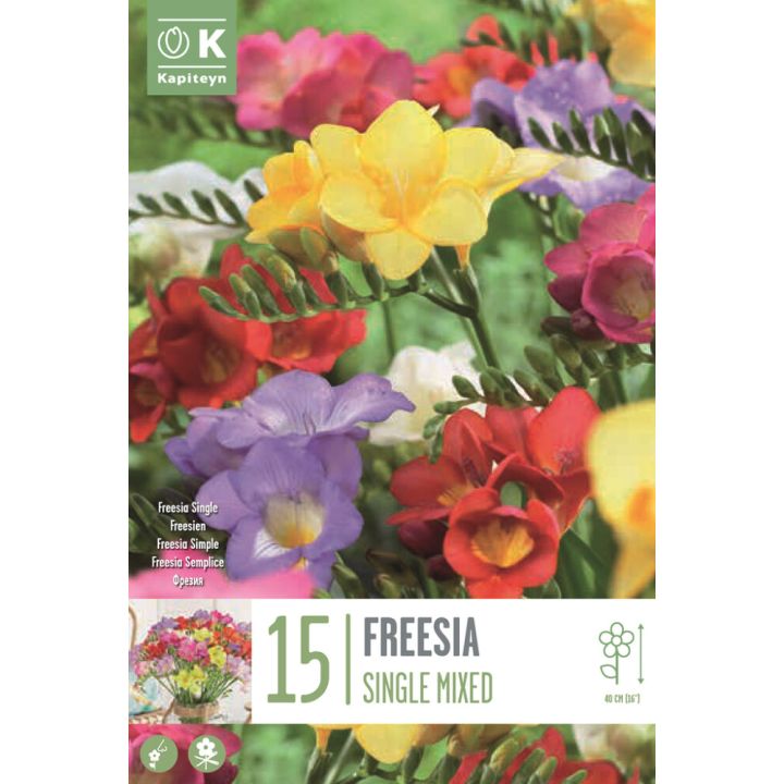 Freesia Single Mix 15 tk