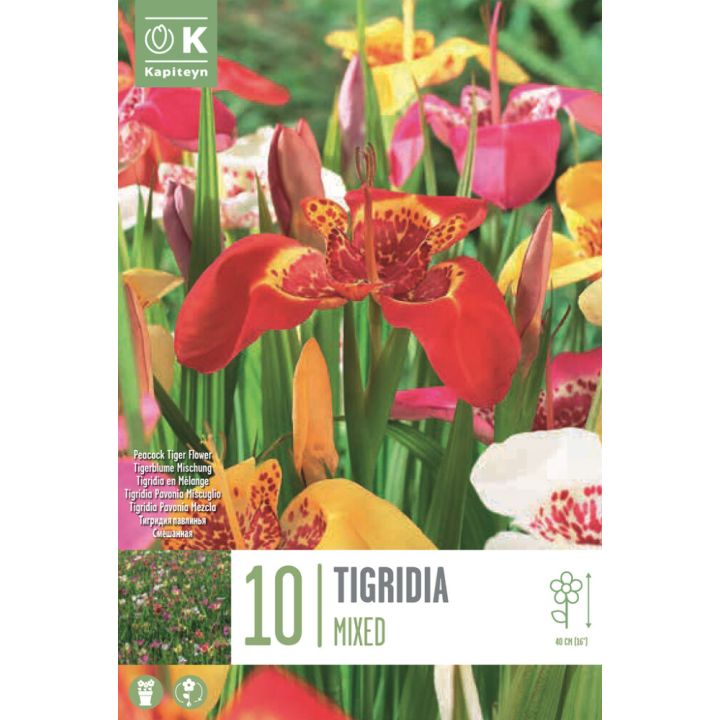 Harilik tiigerlill Mix 10 tk