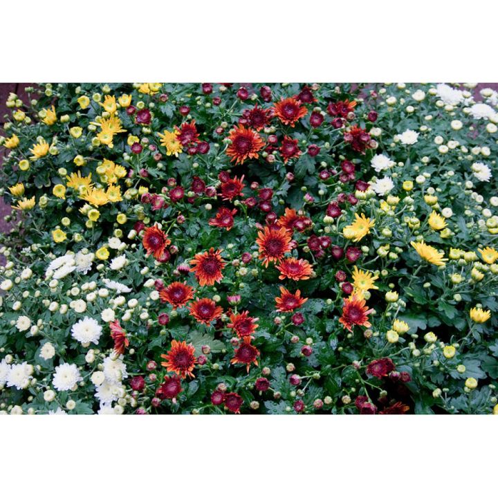 Pallkrüsanteem Mix Ø 19 cm