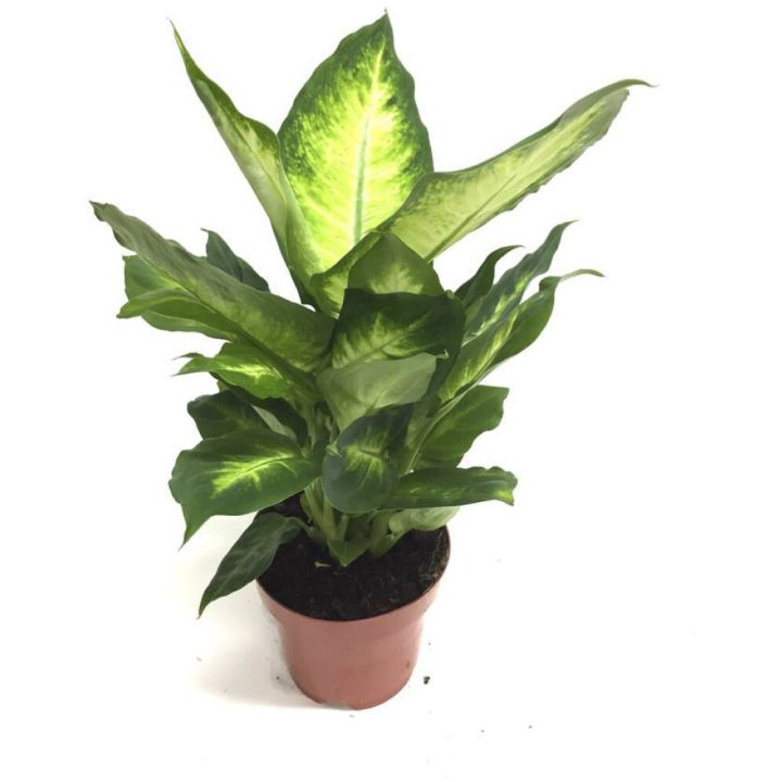 Diifenbahhia Ø 12 cm