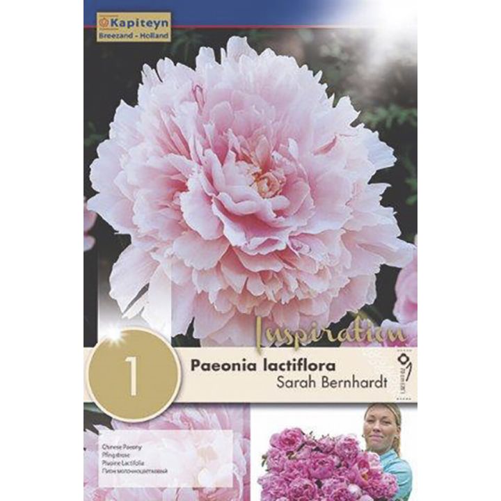 Pojeng Sarah Bernhardt 1 tk