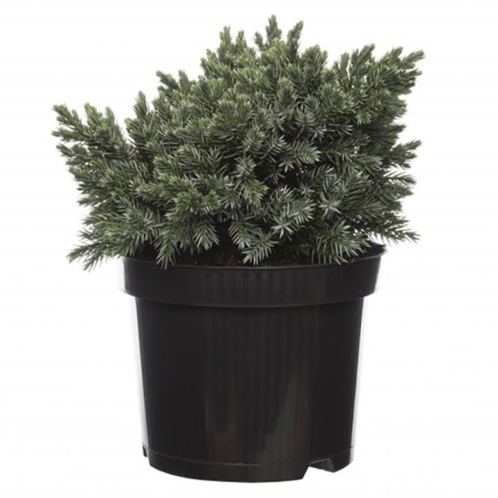 Kirju kadakas Blue Star Ø 17cm