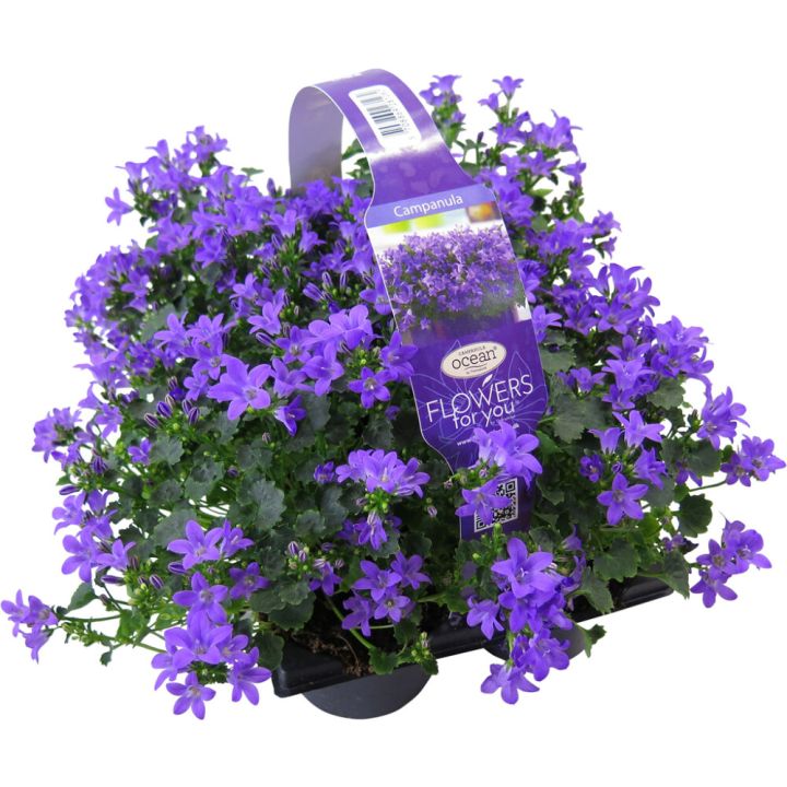 Kellukate valik 6 tk/pakk