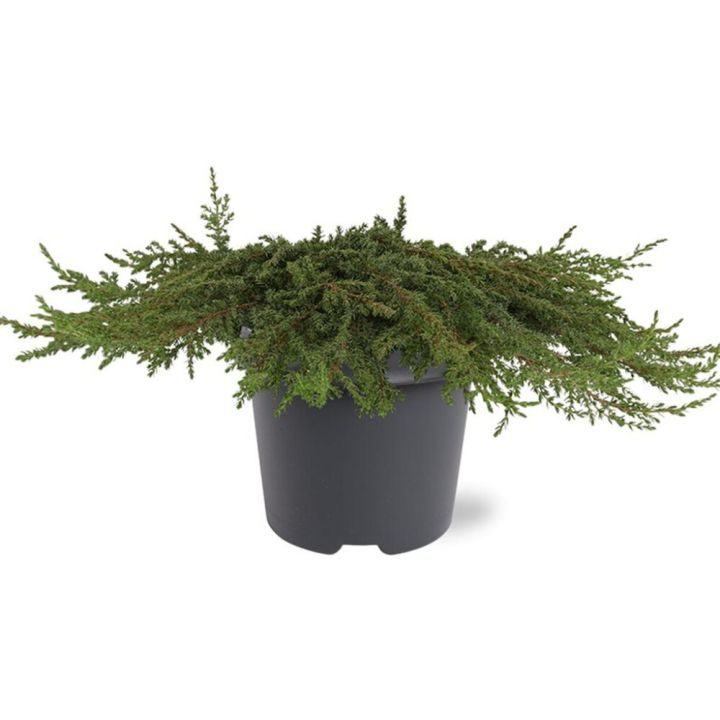 Kadakas Green Carpet Ø 17 cm