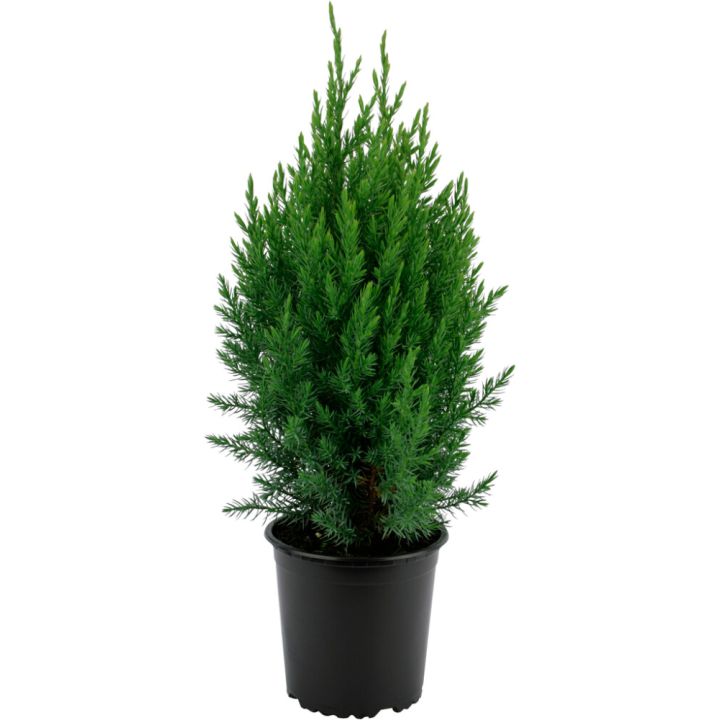 Hiina kadakas Stricta Ø 17 cm