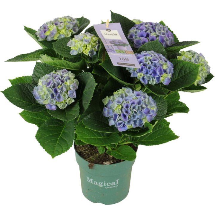 Hortensia Magicalrevolution Ø 14 cm