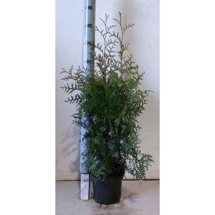 Harilik elupuu Brabant Ø 19 cm