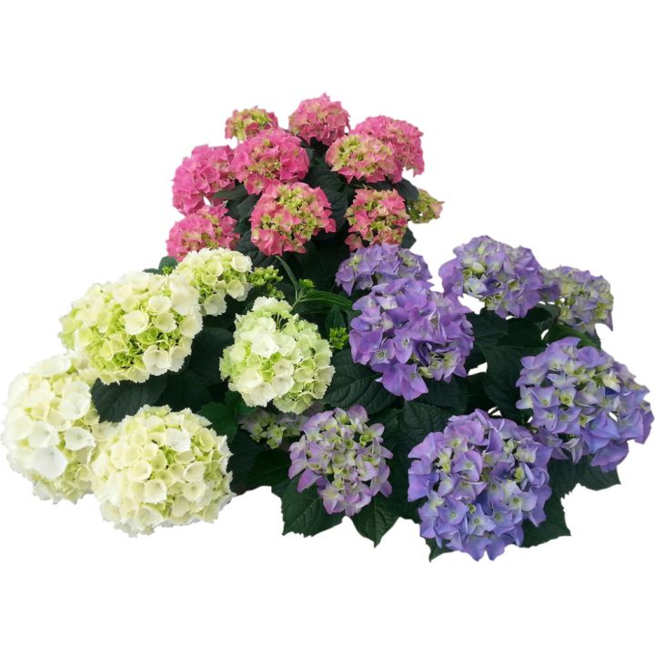 Hortensia Hydrangea Ø 29 cm