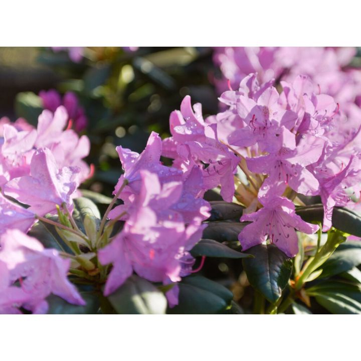 Rododendron valik Ø 21 cm