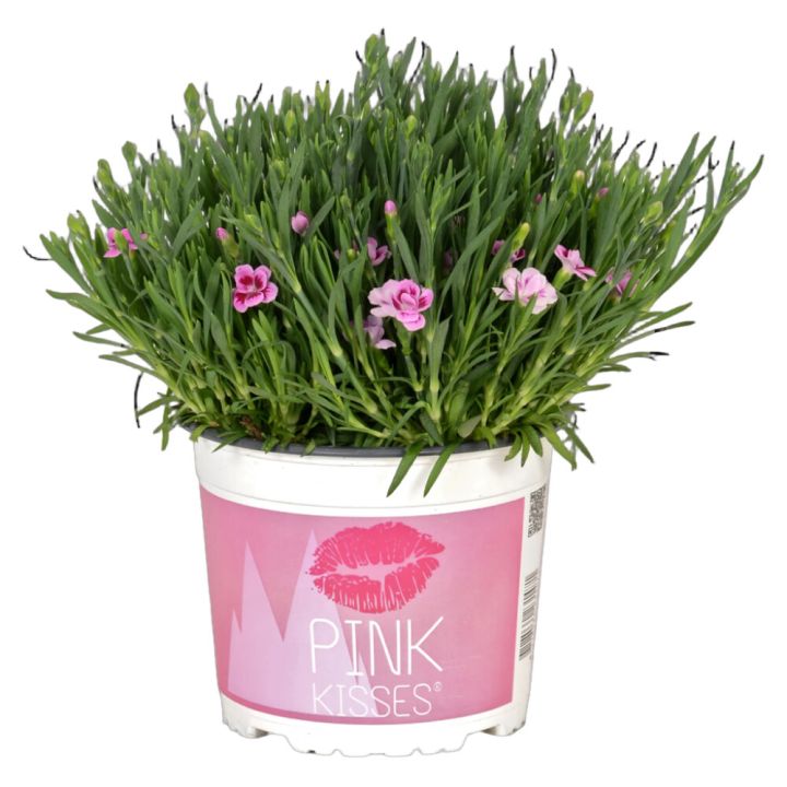 Aednelk Pink Kisses Ø 17 cm