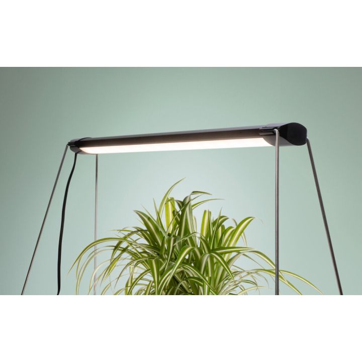 Taimevalgusti Airam Verso