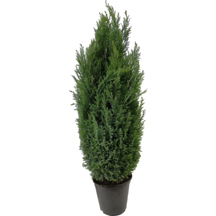 Kalifornia ebaküpress Lawsoniana  Ø 21 cm