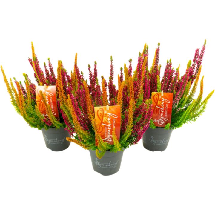 Kanarbik Symphonie Mix Ø 13 cm