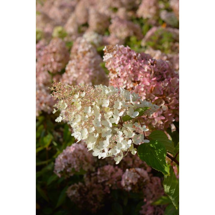 Hortensia Grandiflora                              