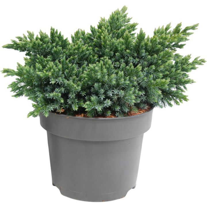 Kirju kadakas Blue Star Ø 17 cm