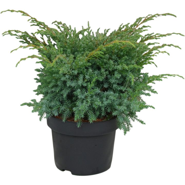 Kirju kadakas Blue Swede  Ø 17 cm