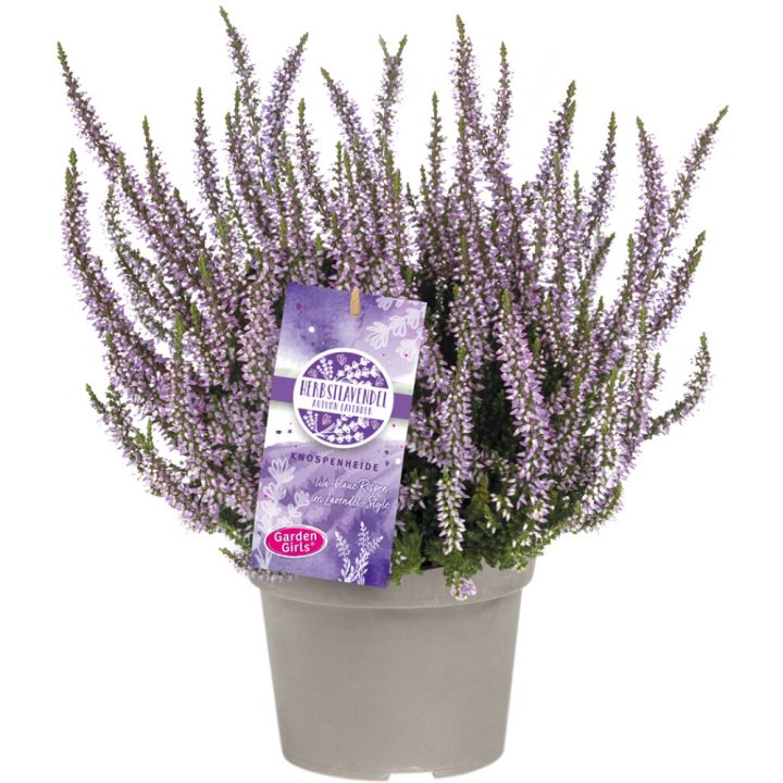 Kanarbik Herbstlavendel Ø 13 cm