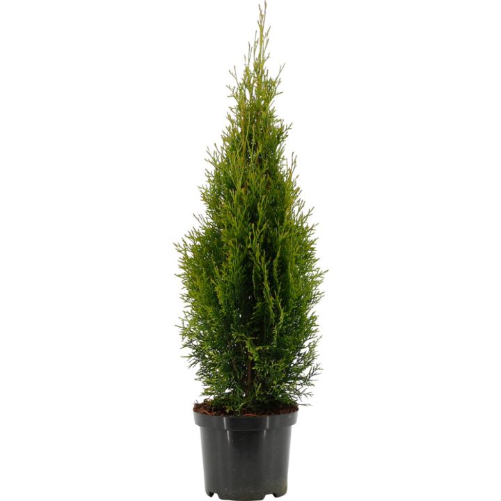 Harilik elupuu Smaragd Ø 19 cm