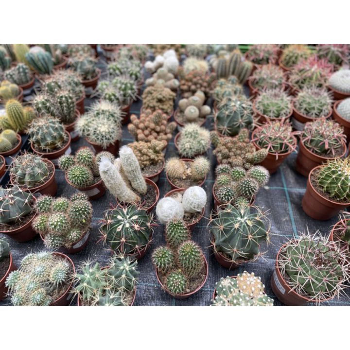 Kaktus mix Ø 8,5 cm
