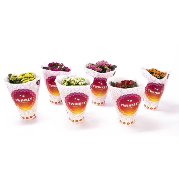 Kalanhoe valik Ø 12 cm