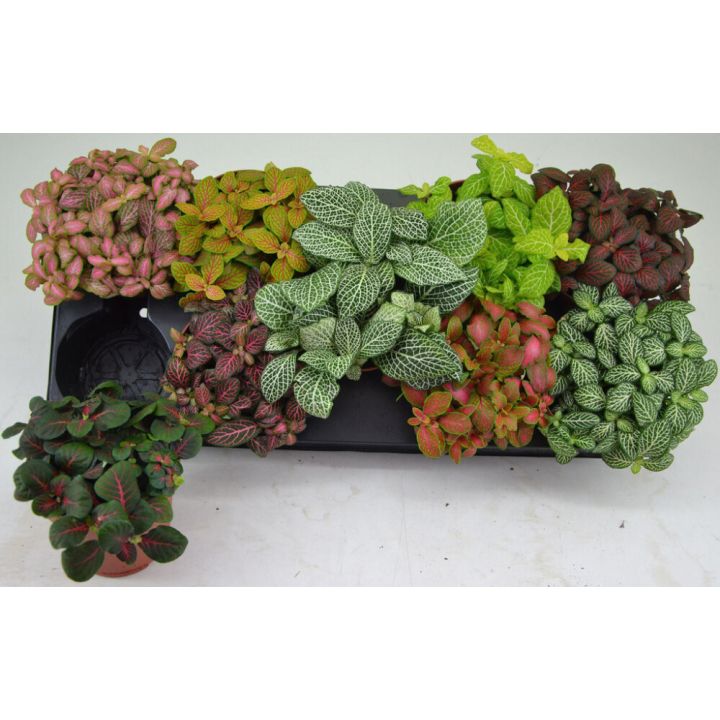 Pitslehiku mix Ø 12 cm