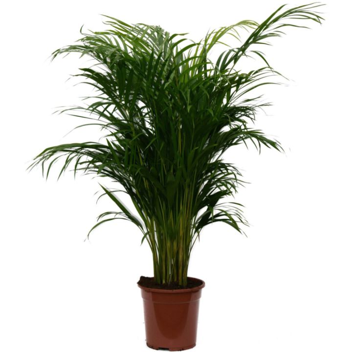 Kollakas pisipalm Ø 20 cm