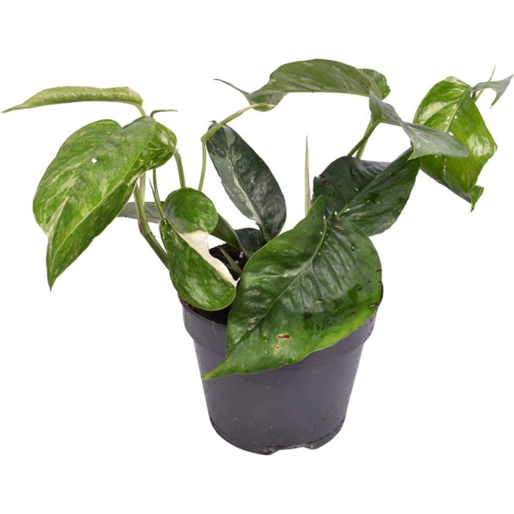 Kuld-nõelkõis Ø 12 cm