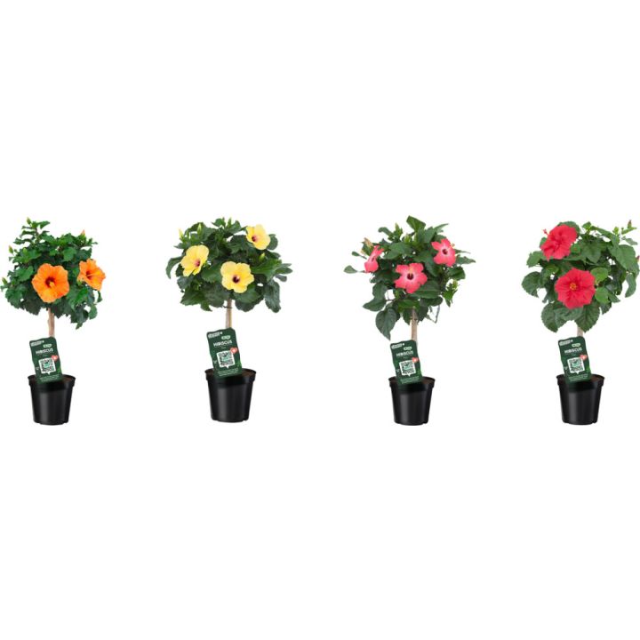 Rooshibiskus tüvel valik Ø 19 cm