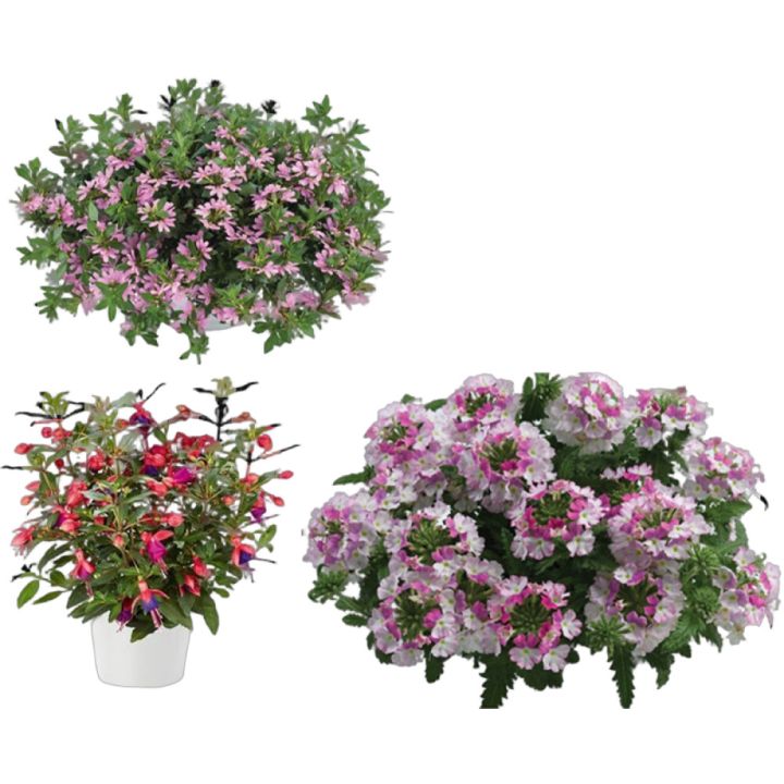 Noortaimede mix kassetis