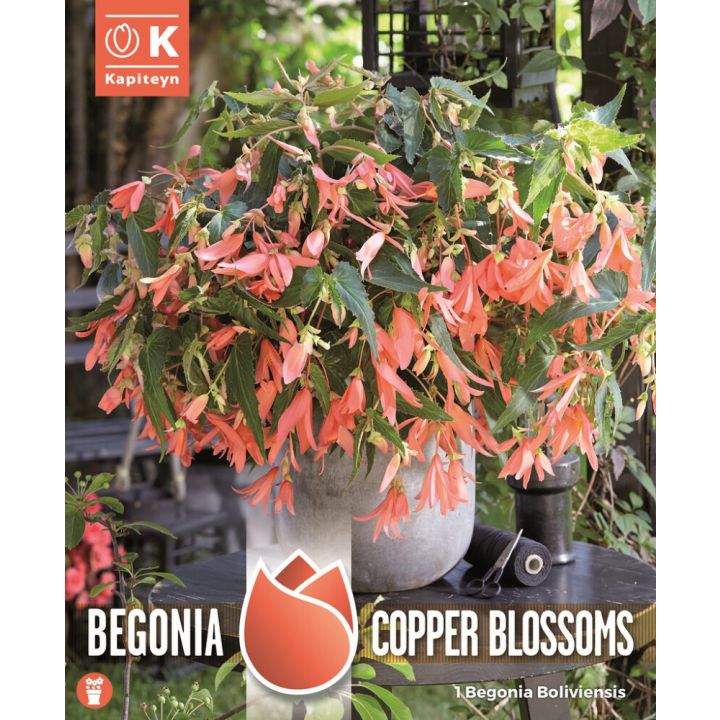 Begoonia Kapiteyn Boliviensis Copper 1 tk