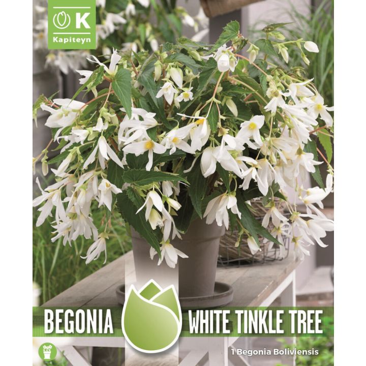 Boliivia begoonia White 1 tk