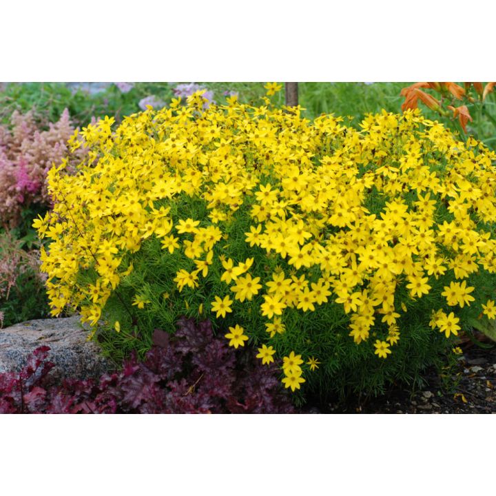 Männas-neiusilm 'Zagreb'