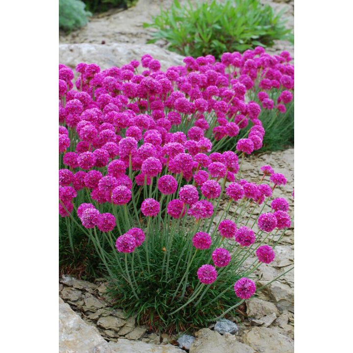 Harilik merikann Düsseldorfer Stolz Ø 12 cm