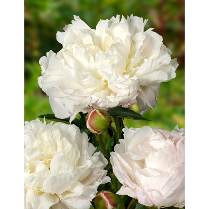 Pojeng Shirley Temple