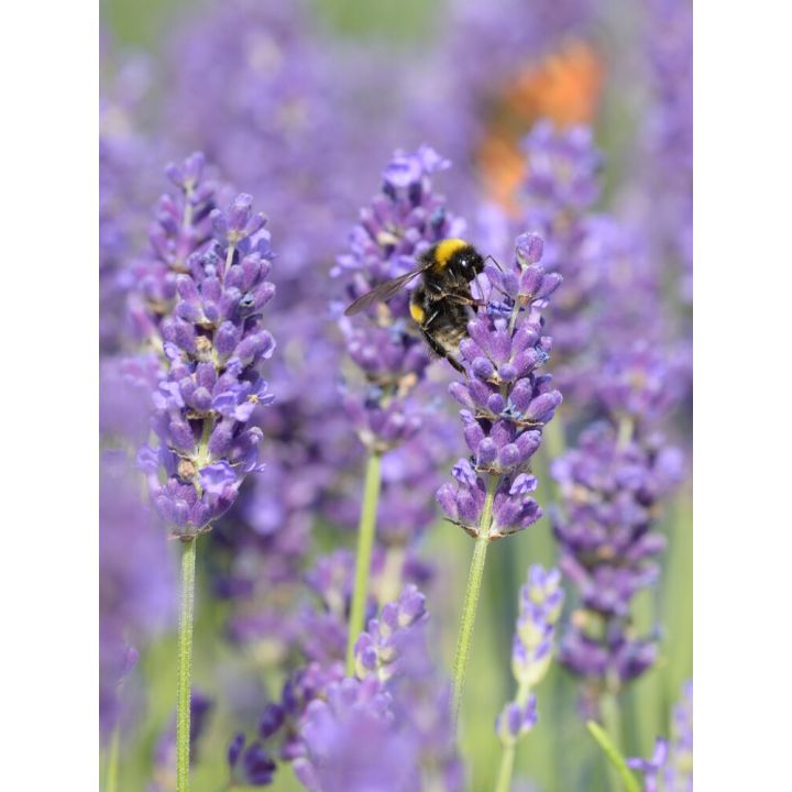 Tähklavendel Aromatico Blue Ø 12 cm