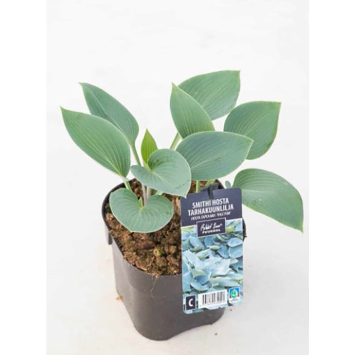 Smithi hosta Halcyon