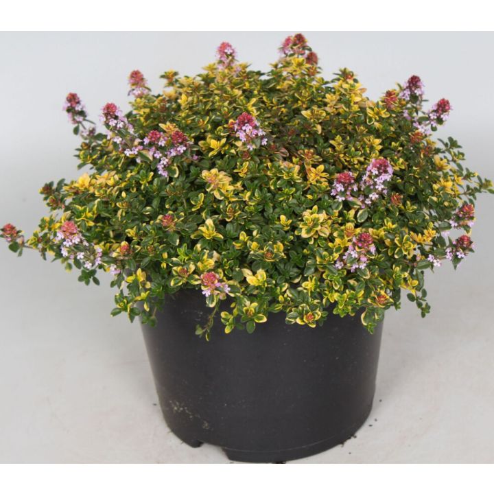 Sidrun-liivatee Sambiesi Ø 12 cm