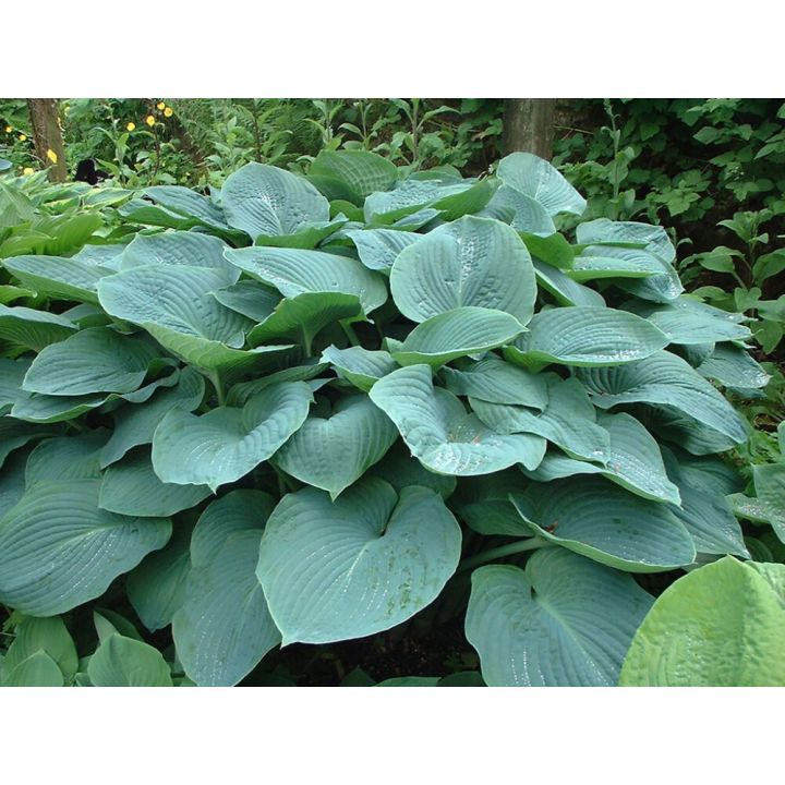 Sinihall hosta Elegans