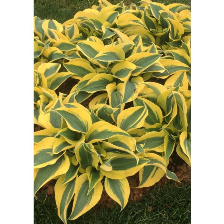 Hosta Autumn Frost