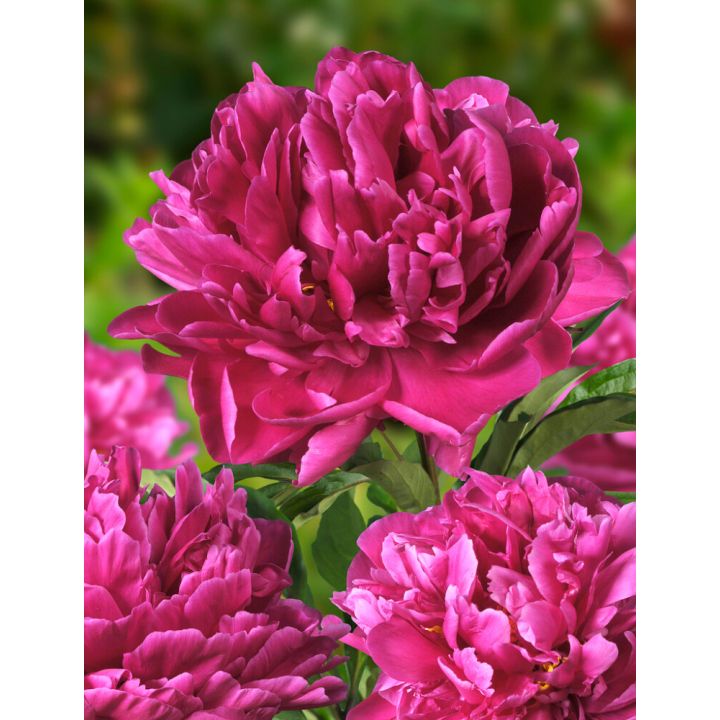 Pojeng Karl Rosenfield