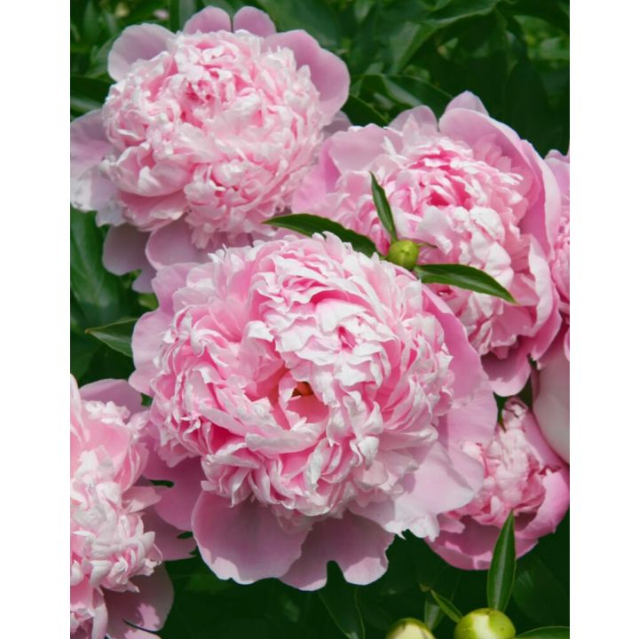 Pojeng Sarah Bernhardt