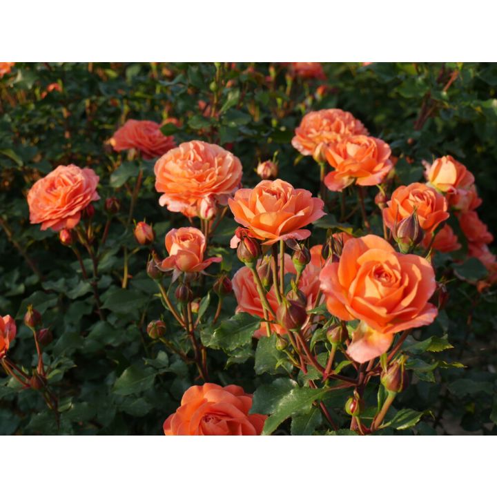 PEENRARAOOS PHOENIX ROSA PHOENIX