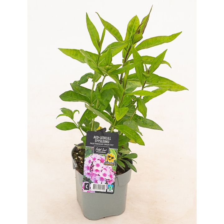 Aed-leeklill Bright Eyes