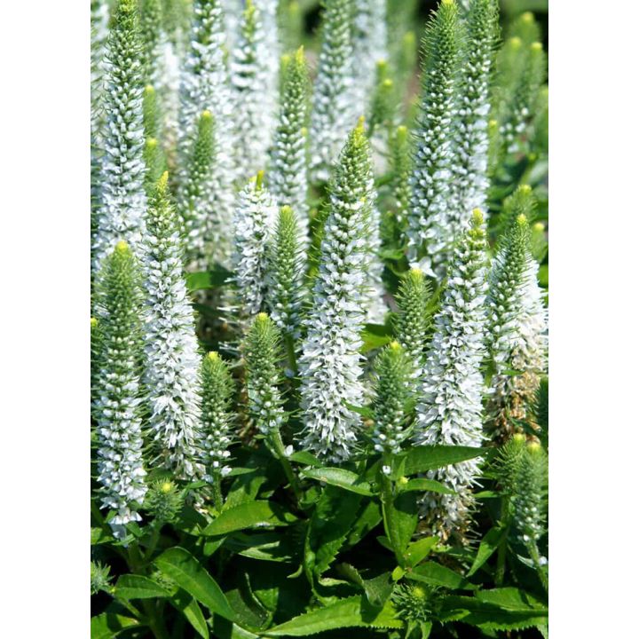 Kassisaba Snow Candles C1,4