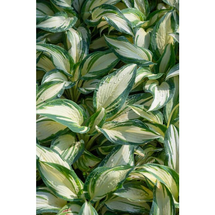Hosta Hansa C1,4