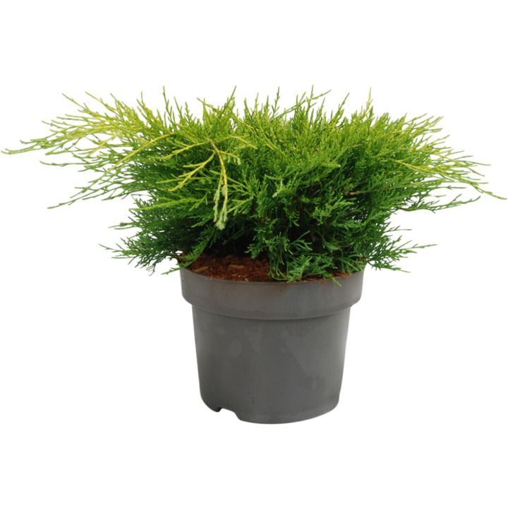 Pfitzeri kadakas Old Gold